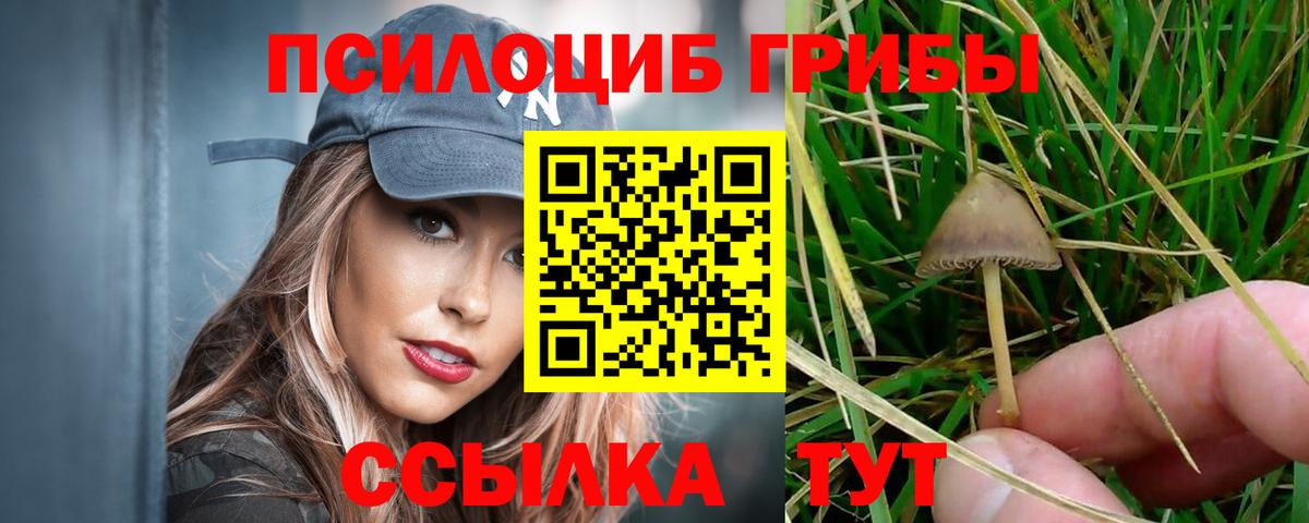 Псилоцибиновые грибы Psilocybe Шахты